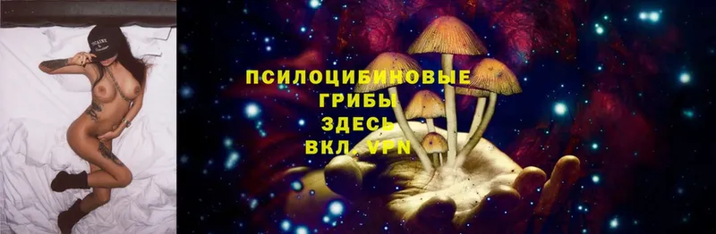 Псилоцибиновые грибы Cubensis  Гуково 